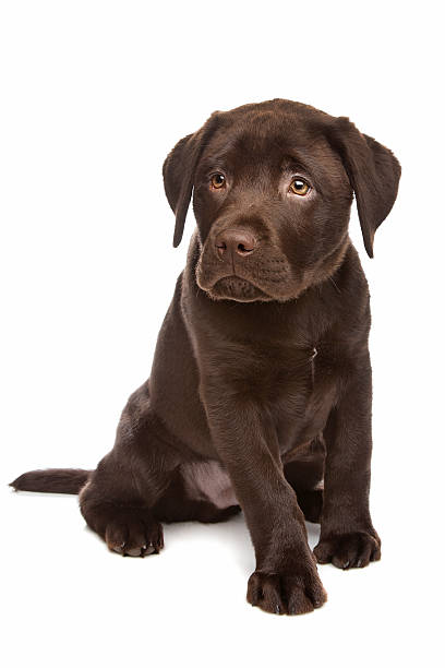 istock Chocolate Labrador retriever puppy 152961073