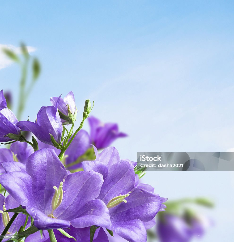 Blumen campanula - Lizenzfrei Blau Stock-Foto