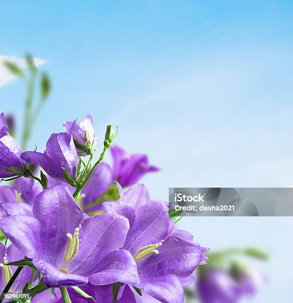 Blumen Campanula Stockfoto und mehr Bilder von Blau - Blau, Blume, Fotografie