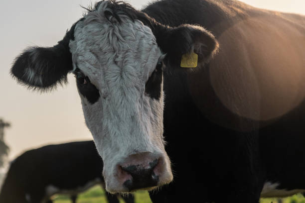 istock Idyllic Grazing Scene: Argentine Cow Enjoying Lush Pastures 1529612545