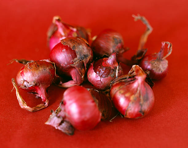 Eight Red Onions stock photo