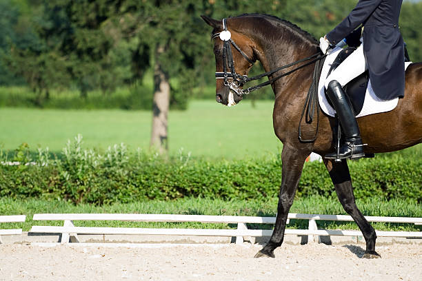 istock Horse dressage 152961601
