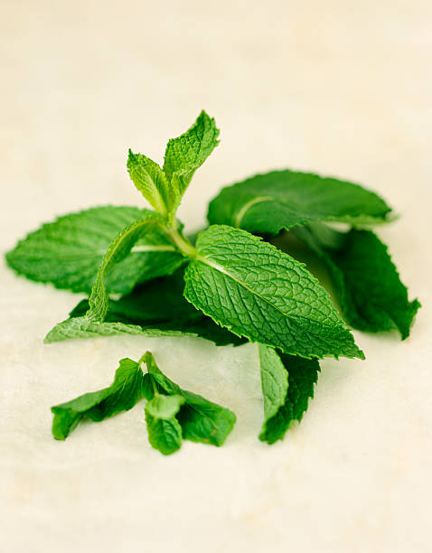 Spearmint leaves stock photo