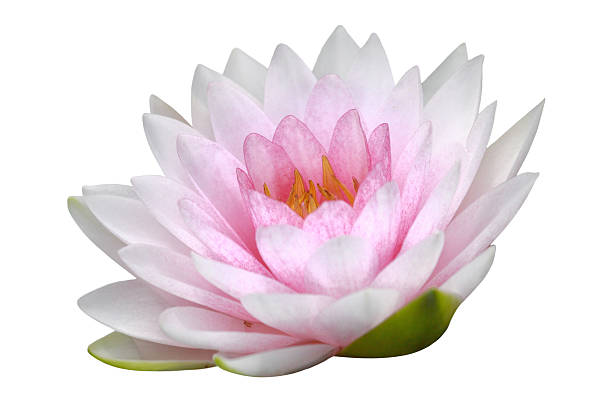 istock water lily, lotus 152961786
