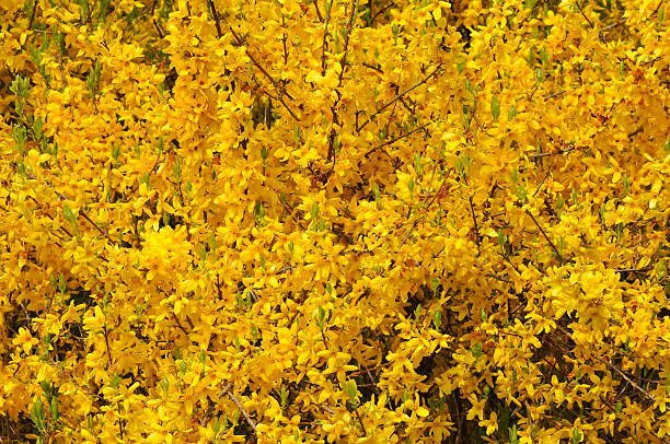 istock Yellow blooming forsythia 152961911