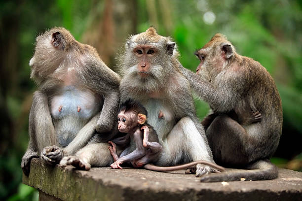 istock Family of monkeys 152962184