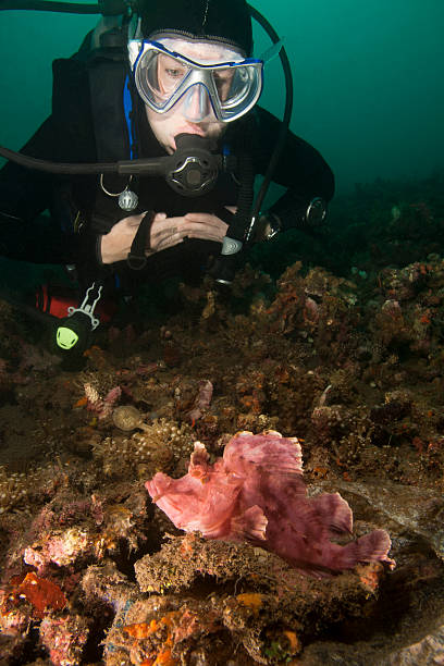 istock Weedy Scorpionfish and diver 152962370