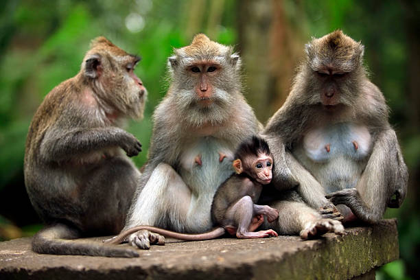 istock Family of monkeys 152962390