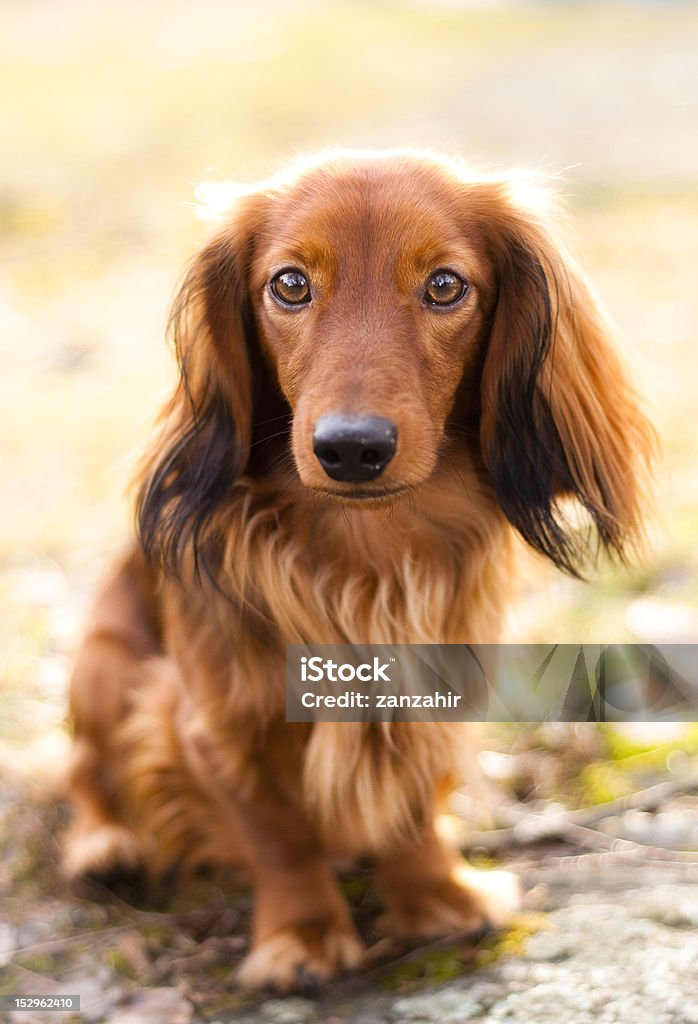 dachshund jovem ao ar livre, sob o sol de primavera nos EUA - Foto de stock de Basset Alemão royalty-free