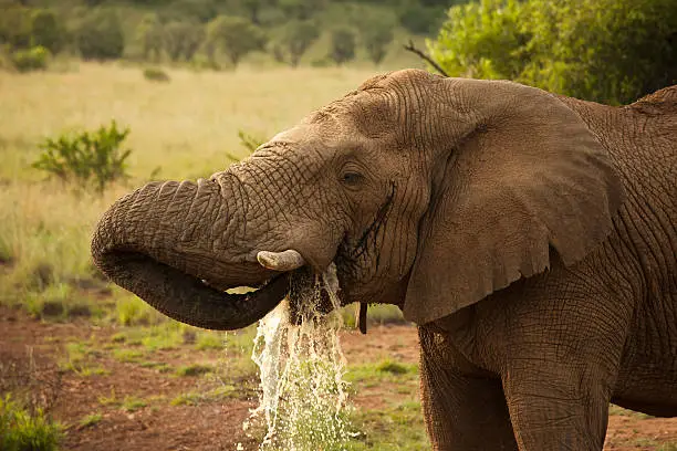 Adult African elephant drinking, savannah, south africa