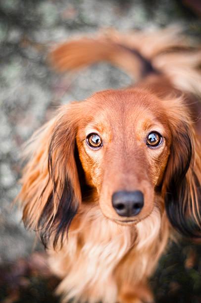 istock young dachshund outdoors 152962658