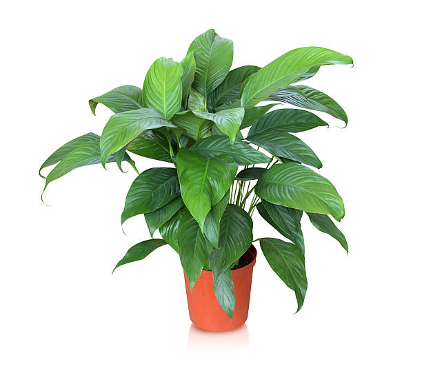 House plant (Peace lily) isolated on white stock photo