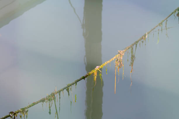 diagonal hanging rope overgrown with moss and algae in a harbor on the water with shadow and reflection of a massive wooden post