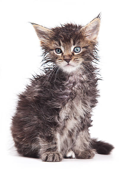A black kitten with an infected eye gives the photographer a distrustful look in a street in the Malaysian capital Kuala Lumpur