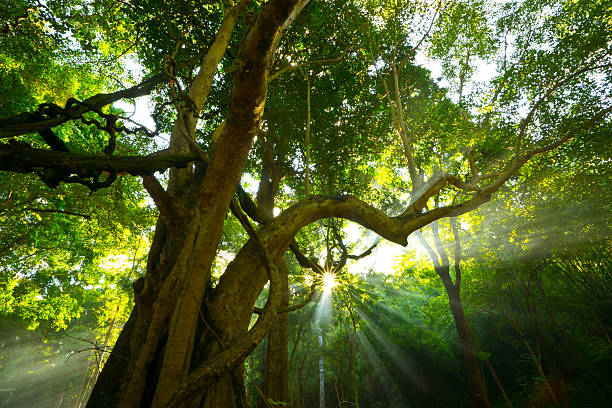 istock Sun splashing light, sunlight through leaves, Trees, Natural, Twilight. 152963085