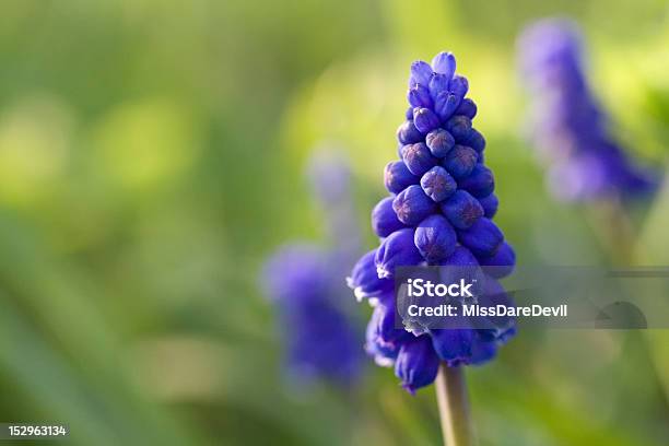 Grape Hyacinth Stock Photo - Download Image Now - April, Beauty, Beauty In Nature