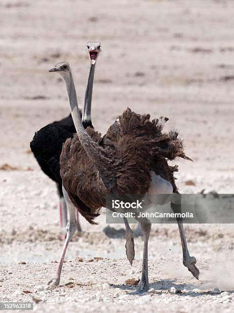Avestruz - Fotografias de stock e mais imagens de Animal macho - Animal macho, Animal selvagem, Ao Ar Livre