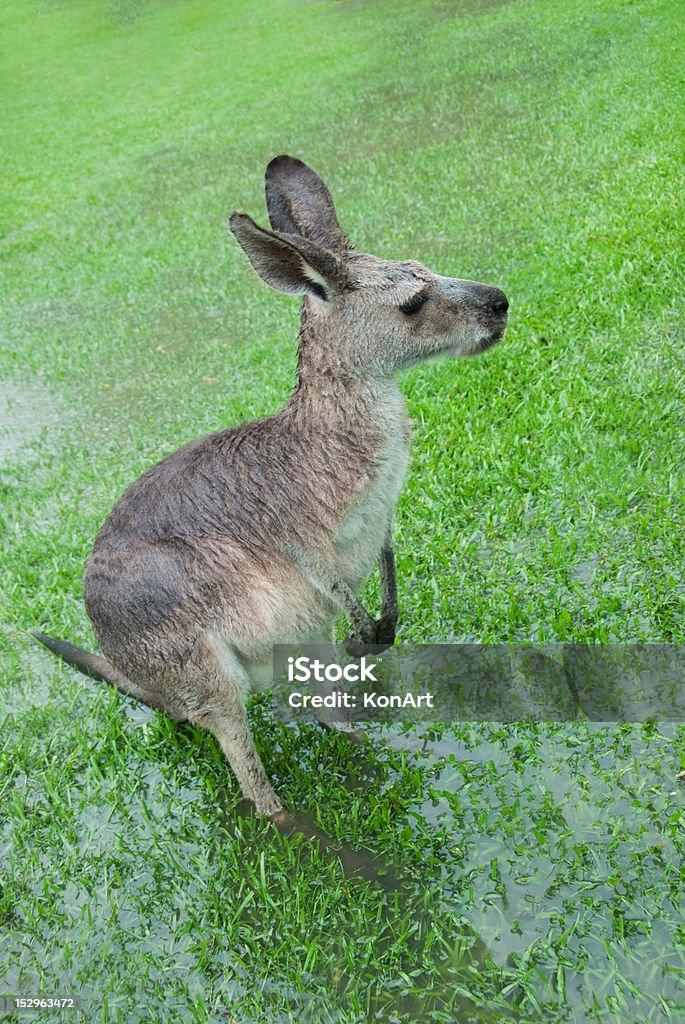 Bagnare marsupio con appena visibile piedi - Foto stock royalty-free di Acqua
