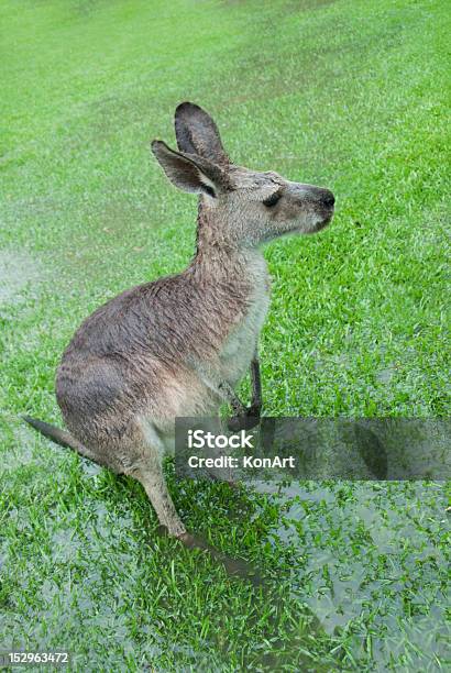 Bagnare Marsupio Con Appena Visibile Piedi - Fotografie stock e altre immagini di Acqua - Acqua, Ambientazione esterna, Animale