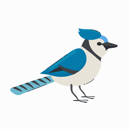 Blue jay icon clipart avatar logotype isolated vector illustration