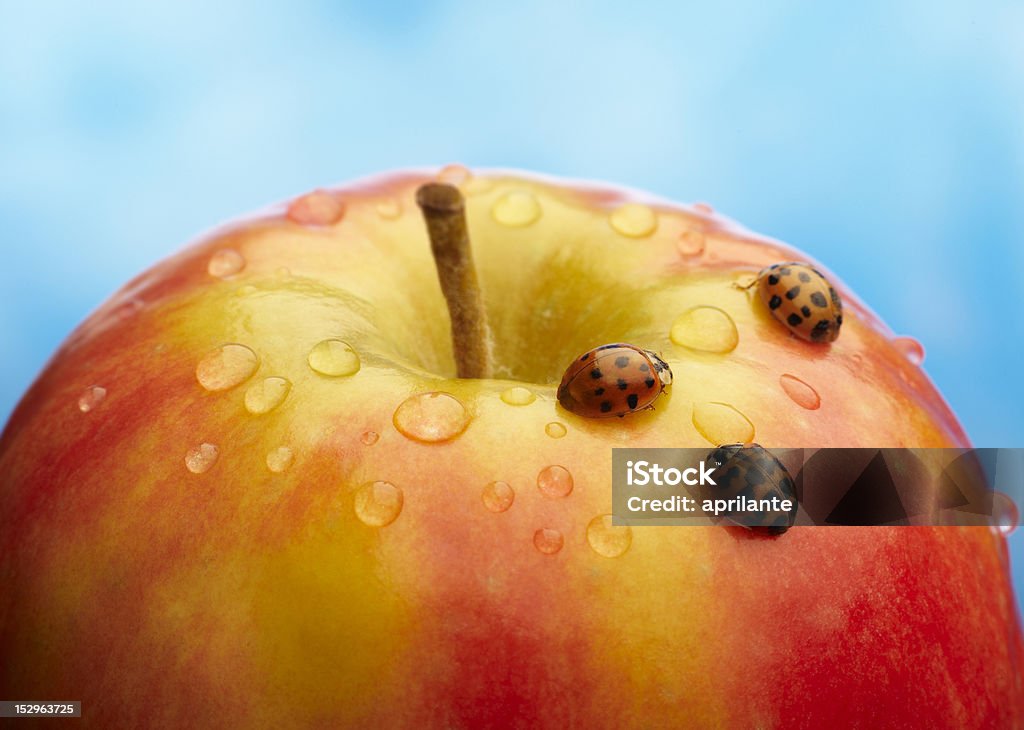 Manzana con mariquita - Foto de stock de Agricultura libre de derechos