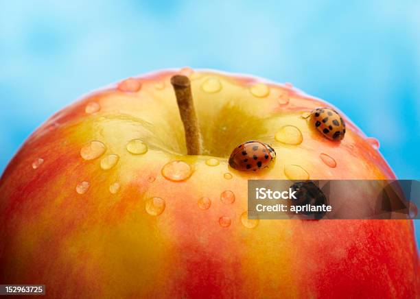 Manzana Con Mariquita Foto de stock y más banco de imágenes de Agricultura - Agricultura, Alimento, Fotografía - Imágenes