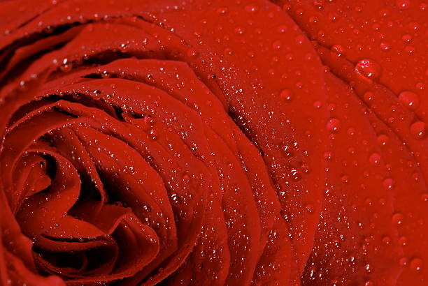 Red rose detail stock photo