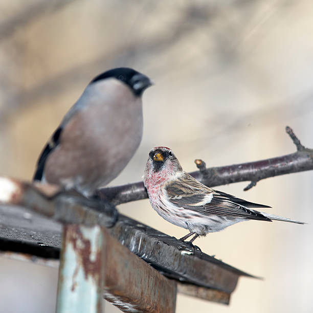 istock Common redpoll and bullfinch on construction in garden 152963942