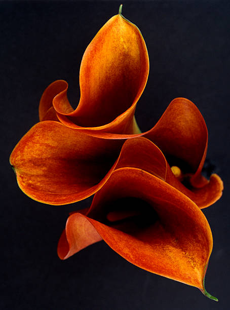 オランダカイウユリ - lily nature flower macro ストックフォトと画像
