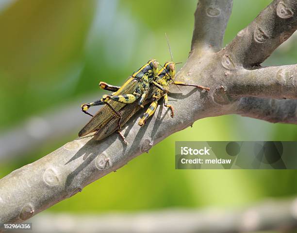 Foto de Grasshoppers e mais fotos de stock de Acasalamento de animais - Acasalamento de animais, Comportamento animal, Fotografia - Imagem