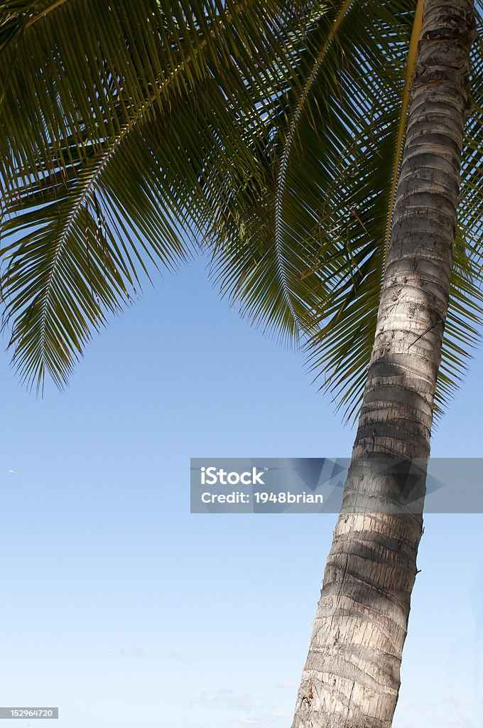Single Palm Single Palm Tree Waikiki Beach,Hawaii Beach Stock Photo