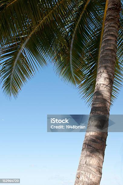 Single Palm Stock Photo - Download Image Now - Beach, Clear Sky, Copy Space