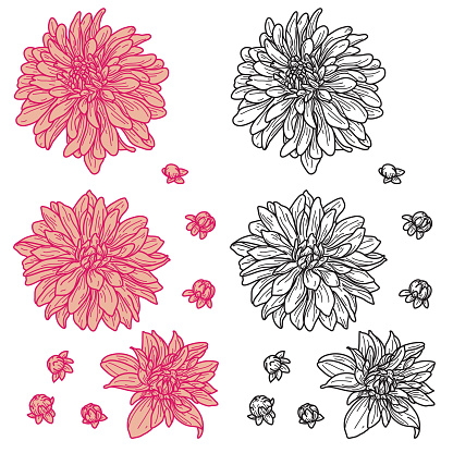 A simple line art set of chrysanthemum flowers for use in your design projects. Comes both in colour with fills or non-filled. Colours are global, easy to change.