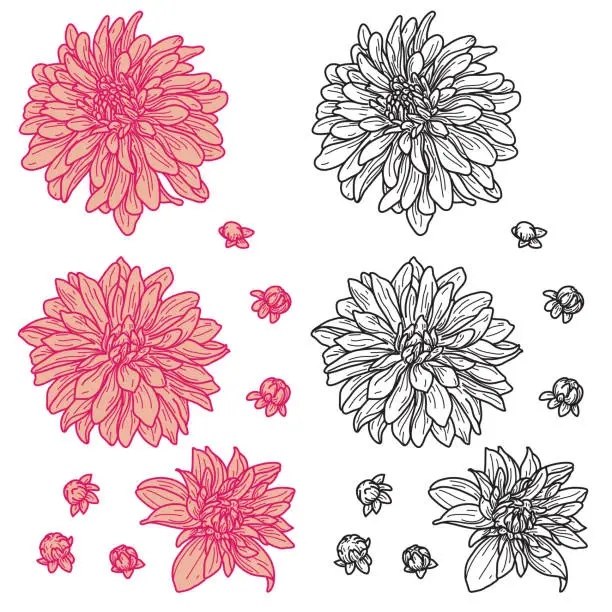 Vector illustration of Line Art Vintage Retro Chrysanthemum Flower Set