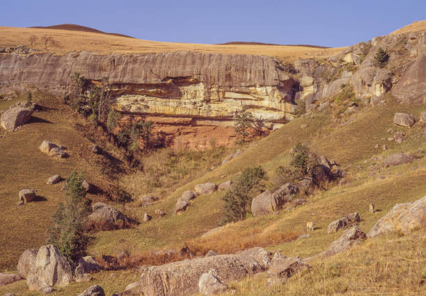 Eland antelope grazing in Giants Castle Game Reserve within the Ukhahlamba Drakensberg Park in KwaZulu-Natal in South Africa.