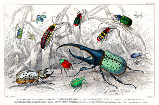 Insects: Hercules Beetle, scarabs, weevil, Capricorn beetle - Rare Original from 