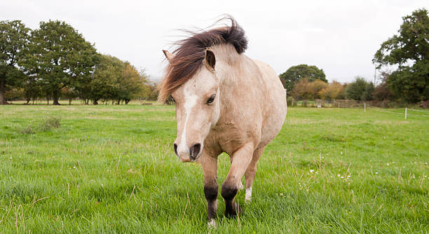 Humorus shot of small pony walking toward camera stock photo