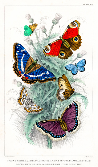 Butterflies, Camberwell beauty, Purple Emperor, Fritillary, Grayling - Rare Original from 