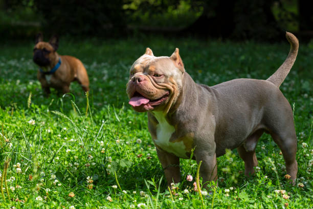 istock An American Bully dog plays in a green meadow. 1529649737