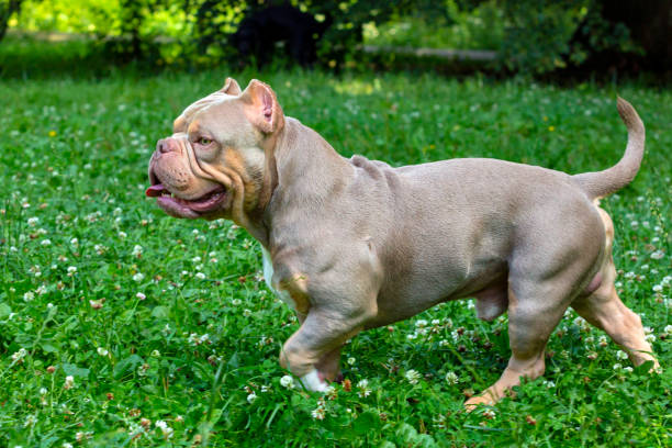 istock An American Bully dog plays in a green meadow. 1529650023