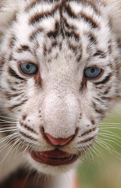 ребенок белый тигр - tiger animal endangered species human face стоковые фото и изображения