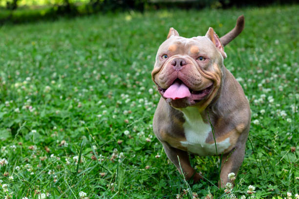 istock An American Bully dog plays in a green meadow. 1529650043