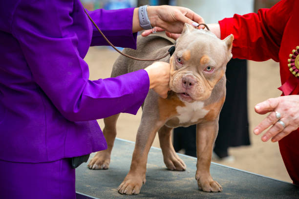 A dog of the American Bully breed at a dog show. The American Bully is a modern breed of dog that was developed as a companion dog, and originally standardized and recognized as a breed in 2004 by the American Bully Kennel Club (ABKC) american bully dog stock pictures, royalty-free photos & images