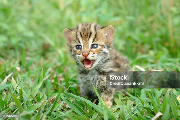 Baby Katze Leopard Stockfoto und mehr Bilder von Fotografie - Fotografie, Gras, Grün