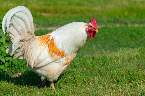 istock A white rooster walks around the village 1529651257