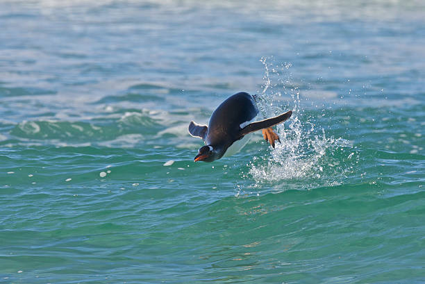Penguin Swimming in the Ocean stock photo