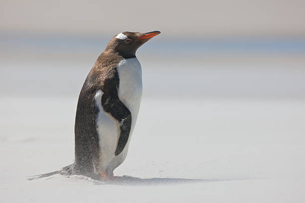 Penguin in the Sand stock photo