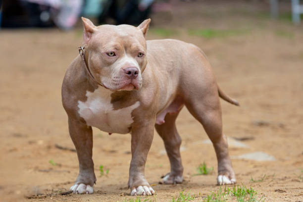 istock An American Bully dog  the sand. 1529652307