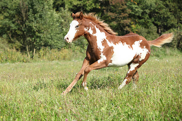Paint horse stock photo