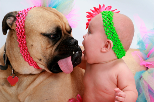 Baby And Dog Funny Portrait With Clothes Stock Photo - Download Image Now -  Baby - Human Age, Dog, 6-11 Months - iStock
